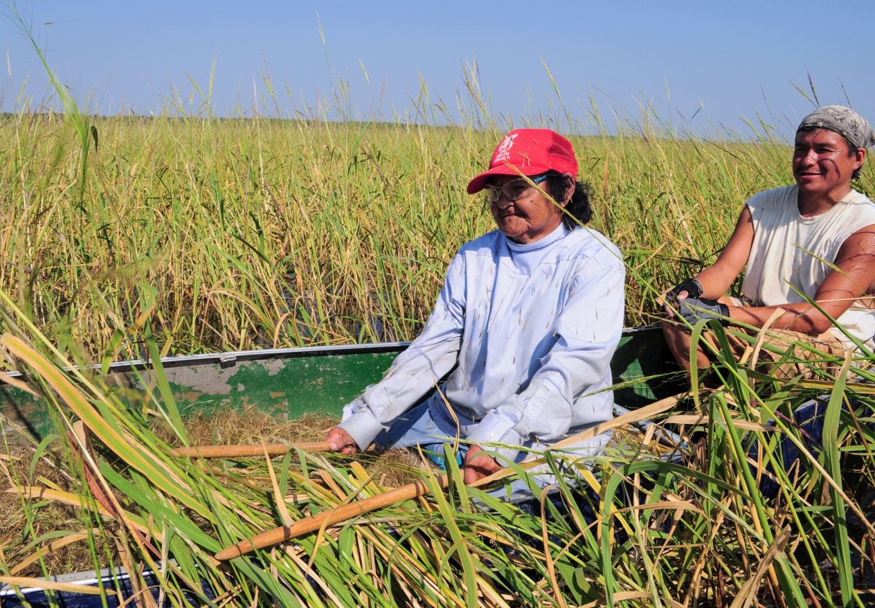 Two people in a canoe in a stand of wild rice plants.