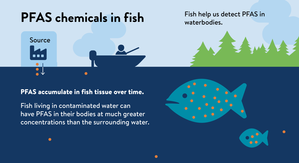 Graphic depicts two fish under water with orange dots in them, which represent PFAS. There are more orange dots in the fish than in the water. Above the water is a person fishing in a boat, as well as a building that represents the source of the PFAS. Text reads: PFAS chemicals in fish - fish help us detect PFAS in waterbodies. PFAS accumulate in fish tissue over time. Fish living in contaminated water can have PFAS in their bodies at much greater concentrations than the surrounding water.