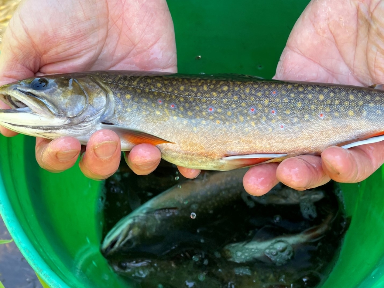 Brook Trout sampled by DNR