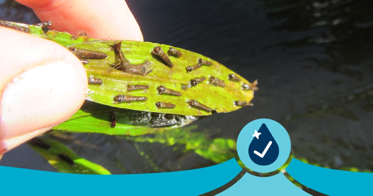 Closeup of fingers holding the leaf of a water plant with insect larvae attached to it.