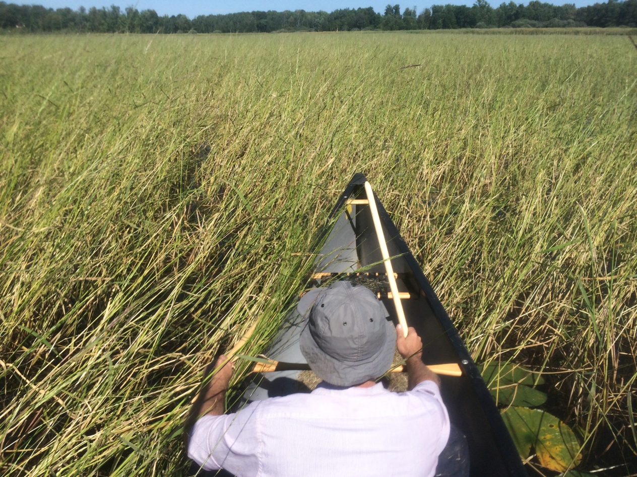 A person in the front of a canoe holding a wood stick in a field of wild rice.