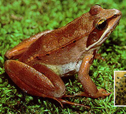 frogs of minnesota minnesota